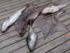 Bild 14.JPG (29943 byte)