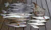 Bild 1901.JPG (22411 byte)